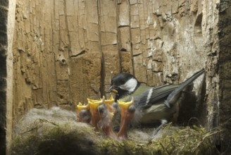 Great Tit (Parus major), Saxony, Germany