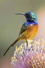 Orange-breasted sunbird (Anthobaphes violacea), Nectarinia violacea, Orange-breasted Sunbird,