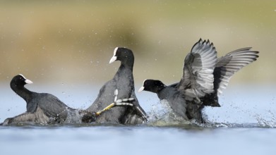 A dynamic scene of common coots fiercely competing in the serene waters of the BeleÃ±a lagoon,