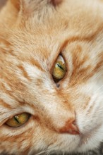 Close-up of the cat's head, focus on the eyes and facial features