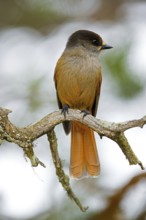Siberian jay (Perisoreus infaustus, Corvus infaustus) perched in spruce tree in autumn forest,