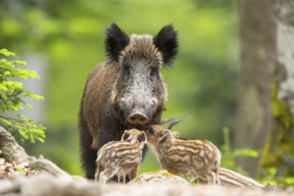Wild boar (Sus scrofa) mother with her piglets (Squeaker) in a forest, Bavaria, Germany