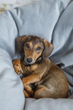 From above a cute dachshund puppy looks directly at the camera, cozy and secure nestled in the