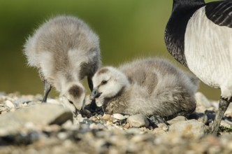 Barnacle Goose (Branta leucopsis) juvenile, Schleswig-Holstein, Germany