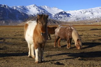 Iceland, Europe, Icelandic horses on Heimaway, volcanic island, (Equus ferus caballus), Heimaway