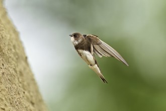 Sand martin (Riparia riparia), approaching the breeding tube, Reussegg nature reserve, Canton