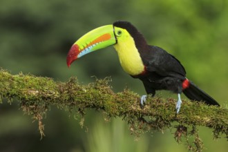 Keel-billed Toucan (Ramphastos sulfuratus) perched on a branch in Costa Rica