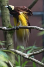 Raggiana Bird-of-paradise (Paradisaea raggiana), adult male bird perched on a branch, displaying,