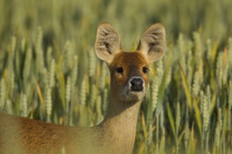 Chinese water deer (Hydropotes inermis) adult animal on farmland in summer, Norfolk, England,