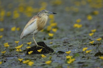 Squacco Heron (Ardeola ralloides) in the fog Hungary