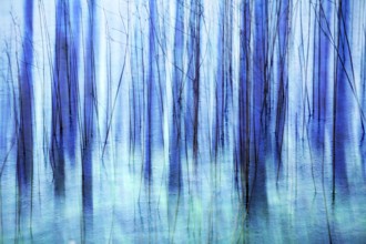 Atmospheric forest, abstract structures, wiping effect, bulb exposure