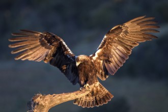 Spanish Imperial Eagle (Aquila adalberti) perched on a branch, Andalusia, Spain