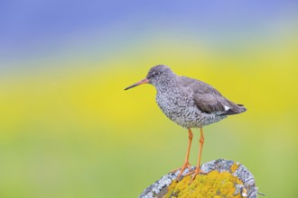 Redshank, (Tringa totanus), Animals, Birds, Limicoles, Snipe family, Snipe, Laxamýri, Húsavík,