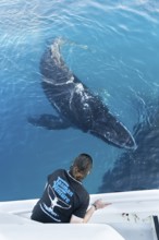 Whale watching, Hervey Bay, Queensland, Australia