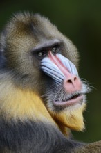 Mandrill (Mandrillus sphinx), male, endangered species, captive, occurrence in Central Africa