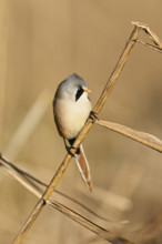 Bearded Tit (Panurus biarmicus), male, sitting on a reed stalk, Klingnau Reservoir, Canton Aargau,