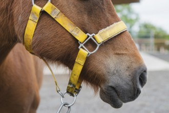 A detailed close-up of a brown horse's face focuses on its yellow halter and chain, highlighting