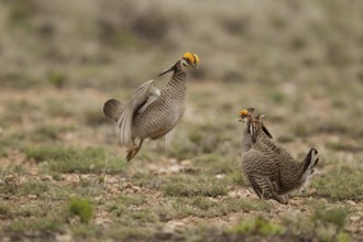 Lesser Prairie Chicken (Tympanuchus pallidicinctus) male, New Mexico, USA