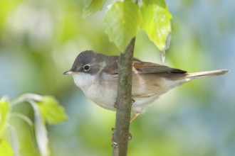 Common Whitethroat (Sylvia communis) male perched on a branch, Baden-Wuerttemberg, Germany