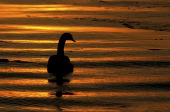 Mute Swan (Cygnus olor) at sunset on the Baltic Sea, Mecklenburg-Western Pomerania, Germany