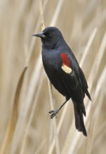 Tricolored Blackbird (Agelaius tricolor) male, California, USA