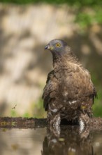 European Honey Buzzard (Pernis apivorus) at a waterhole, Subotica, Serbia