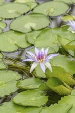 Water lily (Nymphaea colorata), Botanical Garden, Federal Republic of Germany