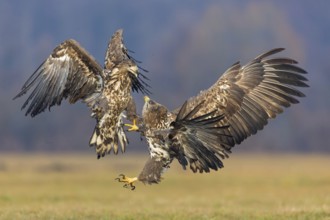 Two fighting sea eagles fighting over their prey, (Haliaeetus albicilla), Haliaaetus albicilla,