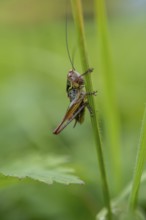 Great green bush cricket (locusta), grasshopper, on a blade of grass in a meadow, Tyrol, Austria