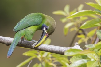 Emerald Toucanet (Aulacorhynchus prasinus) perched on a branch in Costa Rica