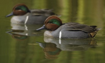 Green-winged Teal (Anas carolinensis) male, Arizona, USA