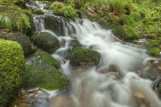 Water in a stream flows across moss-covered rocks. The scene is set in the forest in spring, with