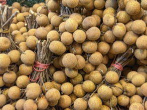 Abundant fresh longans, fruit similar to lychee, are neatly tied with twine and arranged in a