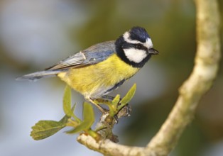African Blue Tit (Cyanistes teneriffae ultramarinus), Morocco