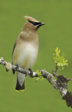 Cedar Waxwing (Bombycilla cedrorum), British Columbia, Canada