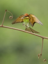 Chestnut-headed Bee-eater (Merops leschenaulti) landing with dragonfly in beak on a twig,