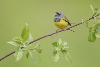 MacGillivray's Warbler (Geothlypis tolmiei) male singing, British Columbia, Canada