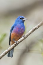 Rose-bellied Bunting (Passerina rositae) perched on a branch in Oaxaca, Mexico
