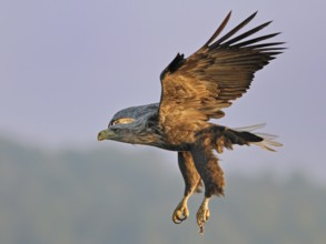 White-tailed Eagle (Haliaeetus albicilla), Mecklenburg-Western Pomerania, Germany