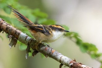 Thorn-tailed Rayadito (Aphrastura spinicauda) perched on a branch, Araucania, Chile