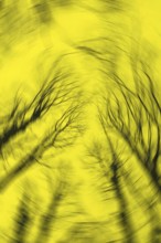 Blurred silhouettes of tree branches create an abstract, distorted effect against a bright yellow