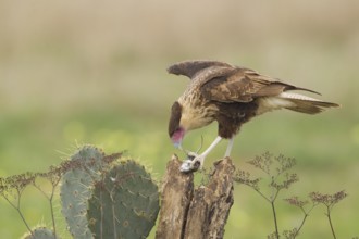 Northern Crested Caracara (Caracara cheriway) juvenile with wild mouse, Texas, USA
