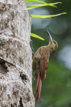 Northern Barred Woodcreeper (Dendrocolaptes sanctithomae) perched on a branch in Costa Rica