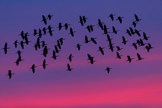 Sicklebird, Black Ibis, Plegadis falcinellus, Lesvos, Greece