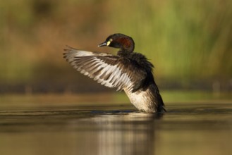 Australasian Grebe (Tachybaptus novaehollandiae), Victoria, Australia