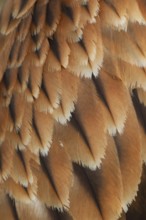 Red kite (Milvus milvus) adult raptor bird of prey close up of its wing feathers England, United