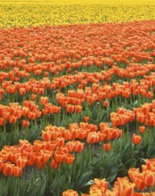 A breathtaking field of vibrant orange and yellow tulips stretches across the landscape, creating a