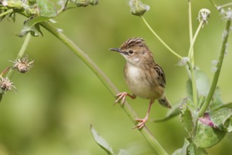 Zitting Cisticola - Zistensänger - Cisticola juncidis ssp. cisticola, Morocco