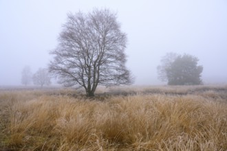 Birches in winter Rehdener Geestmoor in fog, Diepholzer Moorniederung, Rehden, Lower Saxony,