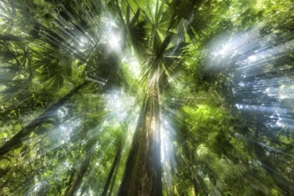 Rainforests are driven by the struggle for light. With such profuse growth, every plant is trying